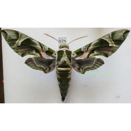 Daphnis nerii (Linnaeus, 1758) Slovakia 97mm92b